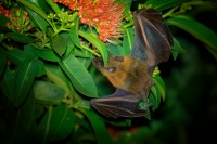 Kalon ramenaty - Cynopterus brachyotis - Lesser Short-nosed Fruit Bat o4360